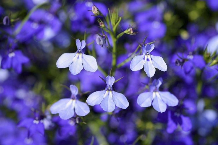 Lobelia - fotografia Lobelia - fotografia