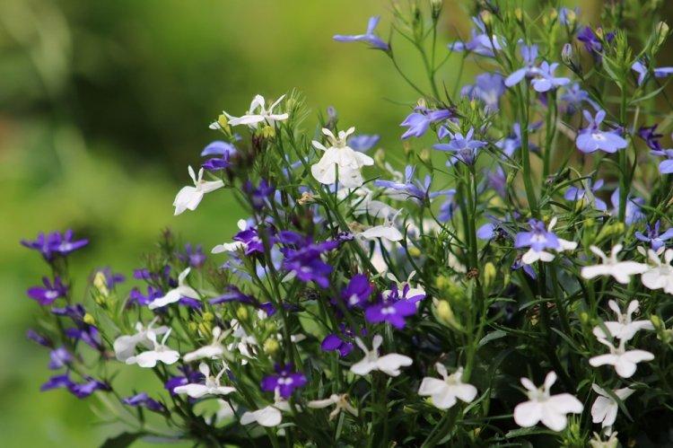 Lobelia - fotografia Lobelia - fotografia