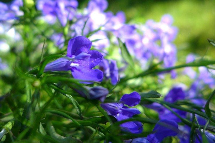 Lobelia - fotografia Lobelia - fotografia