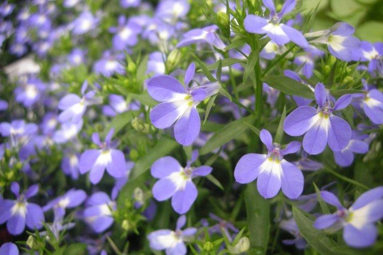 Lobelia - fotografia Lobelia - fotografia