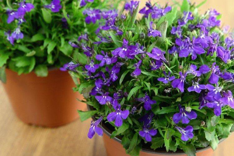 Lobelia - fotografia Lobelia - fotografia