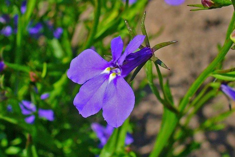 Lobelia - fotografia Lobelia - fotografia