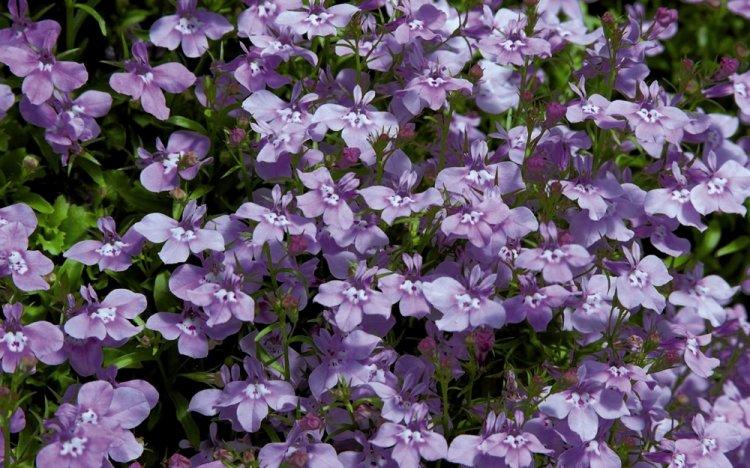 Lobelia - fotografia Lobelia - fotografia