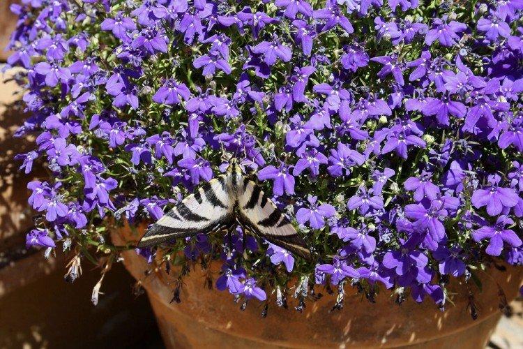 Lobelia - fotografia Lobelia - fotografia