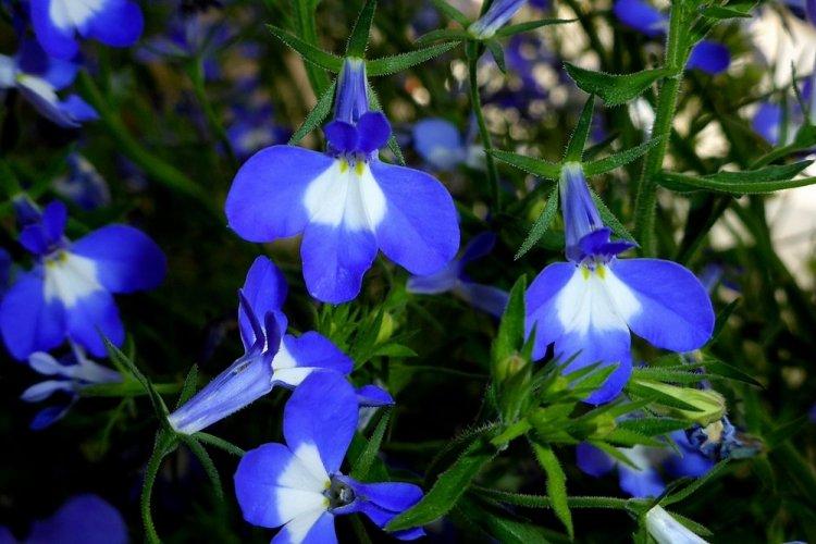 Lobelia - fotografia Lobelia - fotografia