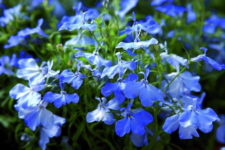 Lobelia - fotografia Lobelia - fotografia