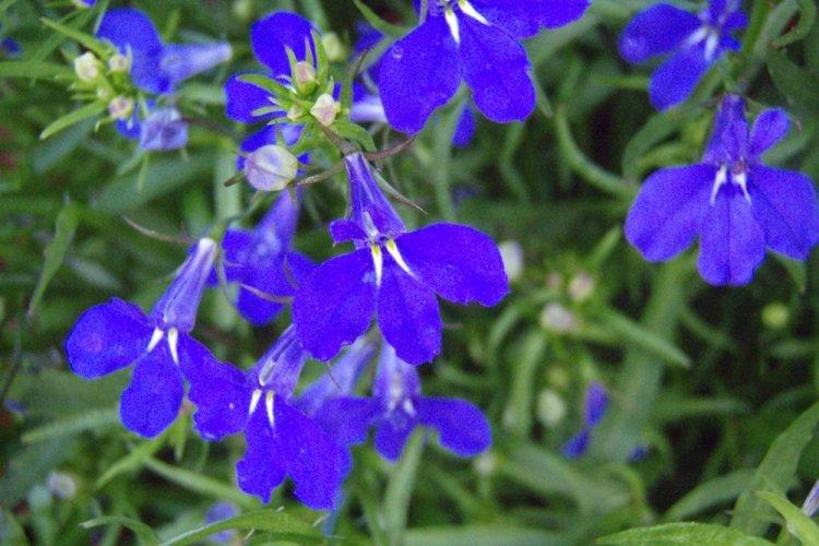 Lobelia - fotografia Lobelia - fotografia