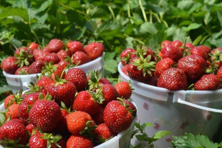 Dovolenka - Neskoré odrody jahôd pre moskovský región Dovolenka - Neskoré odrody jahôd pre moskovský región