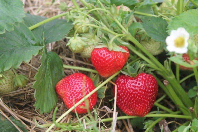 Gigantella - Veľkoplodé odrody jahôd pre moskovský región Gigantella - Veľkoplodé odrody jahôd pre moskovský región