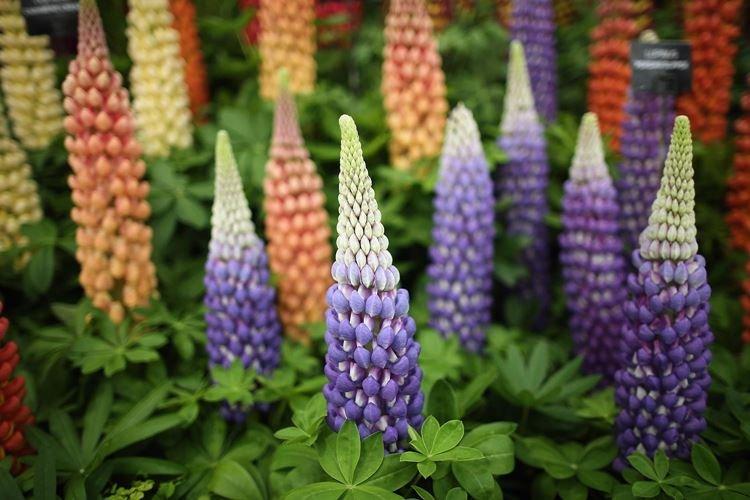 Všeobecné informácie - Lupin Všeobecné informácie - Lupin