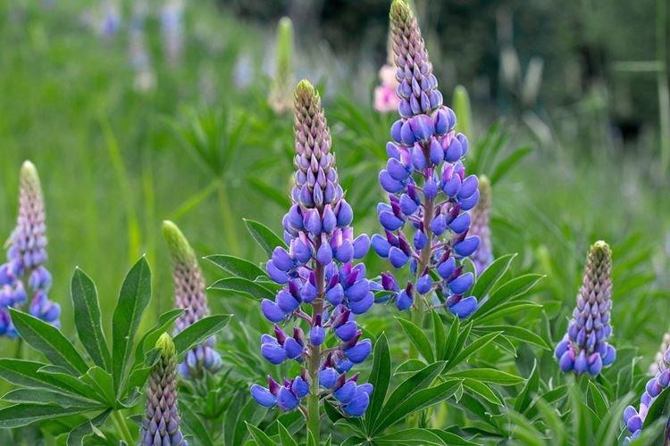 Lupin angustifolia Lupin angustifolia
