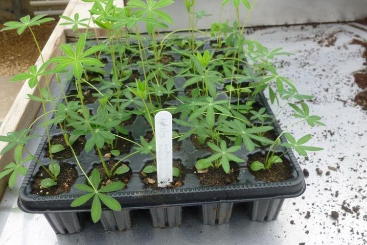 Transplantácia a reprodukcia - starostlivosť o vlčí bôb Transplantácia a reprodukcia - starostlivosť o vlčí bôb
