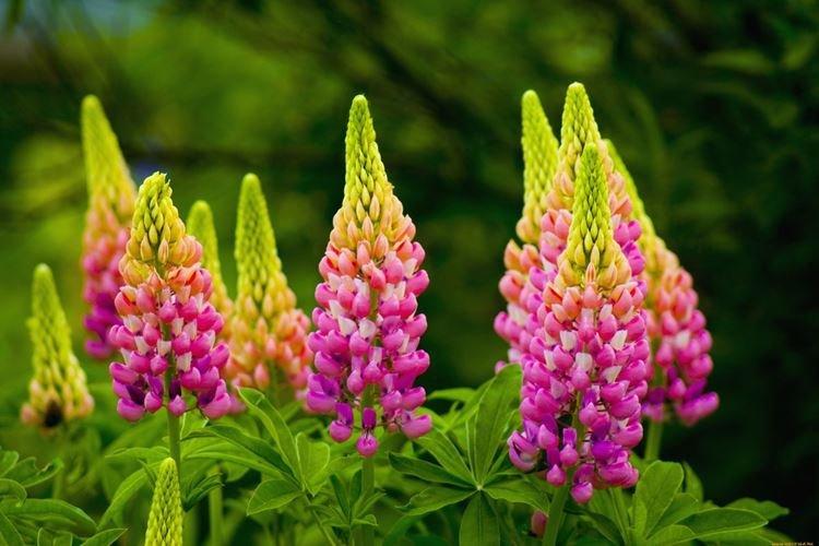 Lupin - fotografia Lupin - fotografia