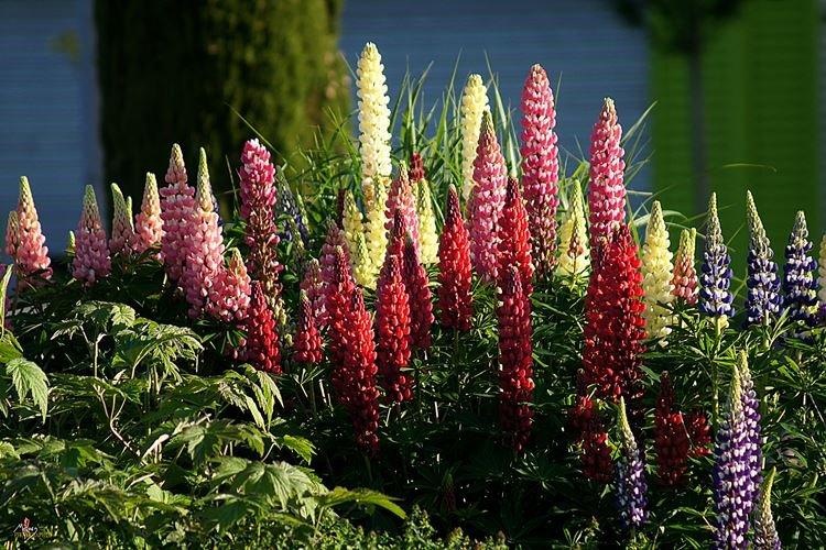 Lupin - fotografia Lupin - fotografia
