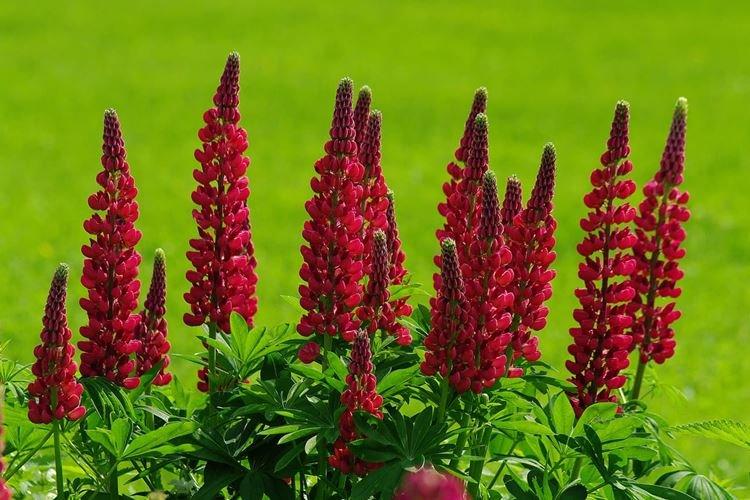 Lupin - fotografia Lupin - fotografia