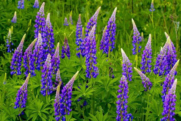 Lupin - fotografia Lupin - fotografia