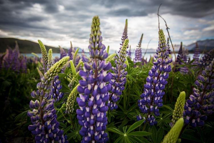 Lupin - fotografia Lupin - fotografia