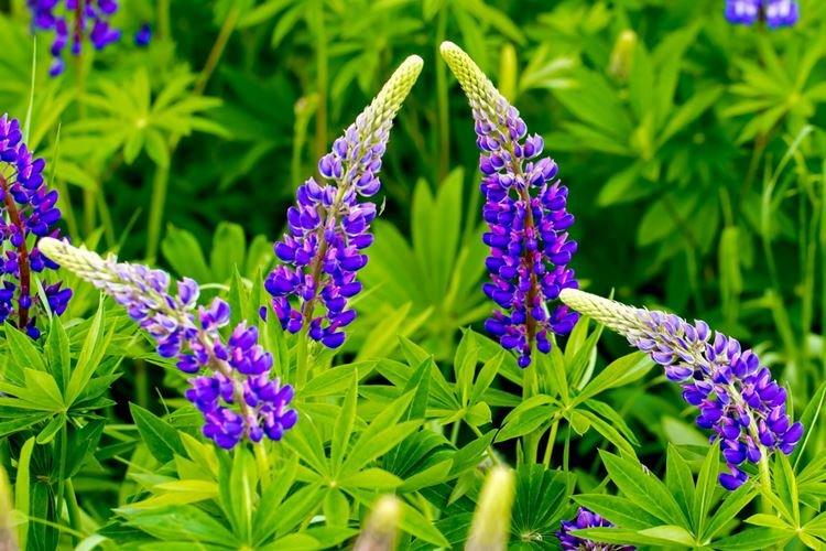 Lupin - fotografia Lupin - fotografia