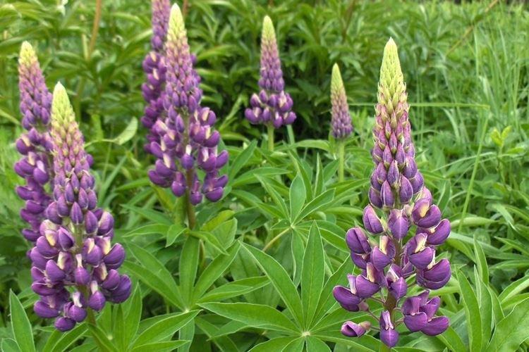 Lupin - fotografia Lupin - fotografia