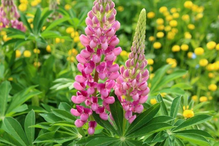 Lupin - fotografia Lupin - fotografia