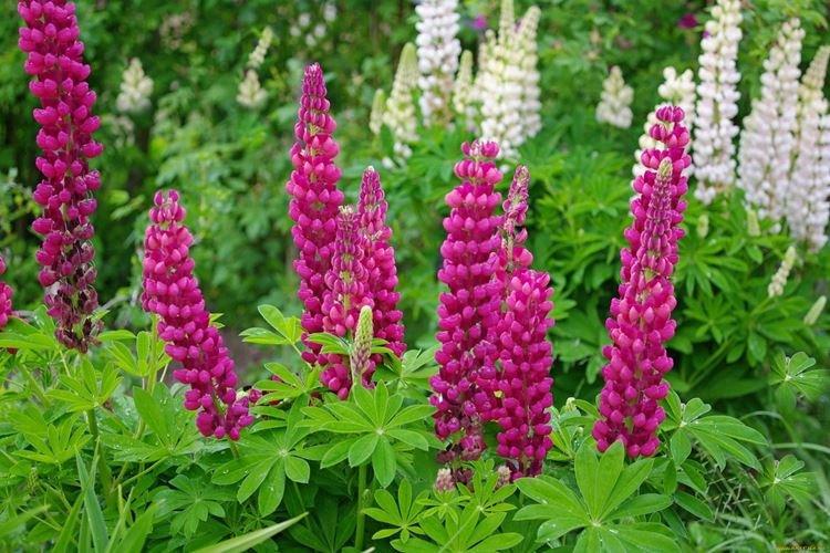 Lupin - fotografia Lupin - fotografia