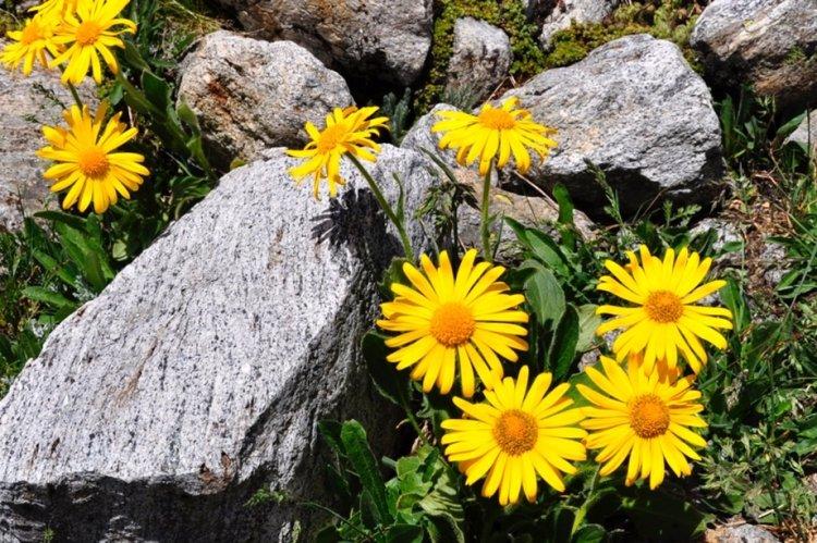 Arnica - trvalé kvety na rozdávanie Arnica - trvalé kvety na rozdávanie