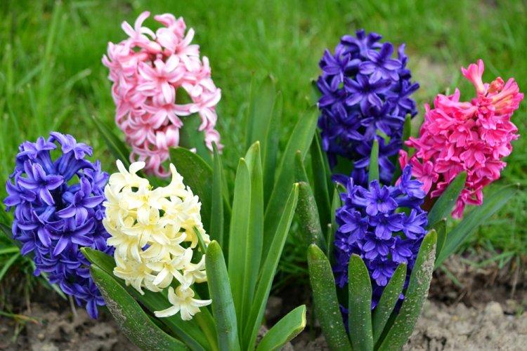 Hyacinty - vytrvalé kvety na rozdávanie Hyacinty - vytrvalé kvety na rozdávanie