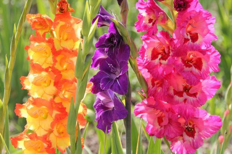 Gladioli - trvalé kvety na rozdávanie Gladioli - trvalé kvety na rozdávanie