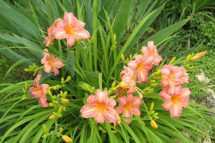 Daylilies - trvalé kvety na letné sídlo Daylilies - trvalé kvety na letné sídlo