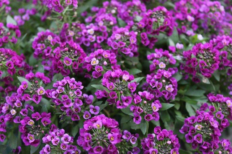 Alyssum - viacročné kvety na letné sídlo Alyssum - viacročné kvety na letné sídlo