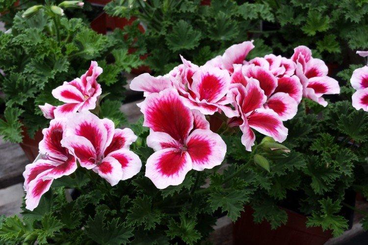 Pelargonium - vytrvalé kvety na rozdávanie Pelargonium - vytrvalé kvety na rozdávanie