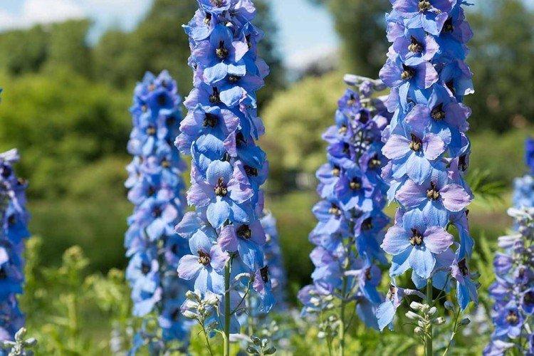 Delphinium - vytrvalé kvety na rozdávanie Delphinium - vytrvalé kvety na rozdávanie