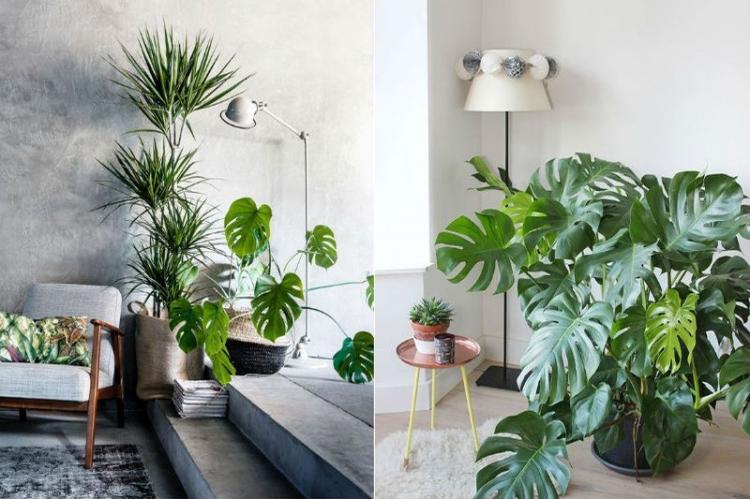 Monstera (60 fotografií): typy, vlastnosti starostlivosti Monstera (60 fotografií): typy, vlastnosti starostlivosti