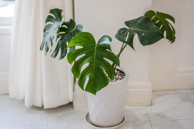 Všeobecná charakteristika - Monstera Všeobecná charakteristika - Monstera