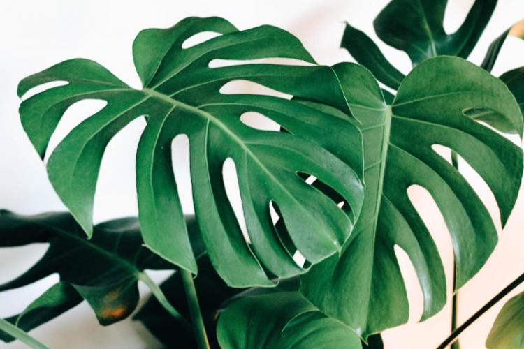 Všeobecná charakteristika - Monstera Všeobecná charakteristika - Monstera