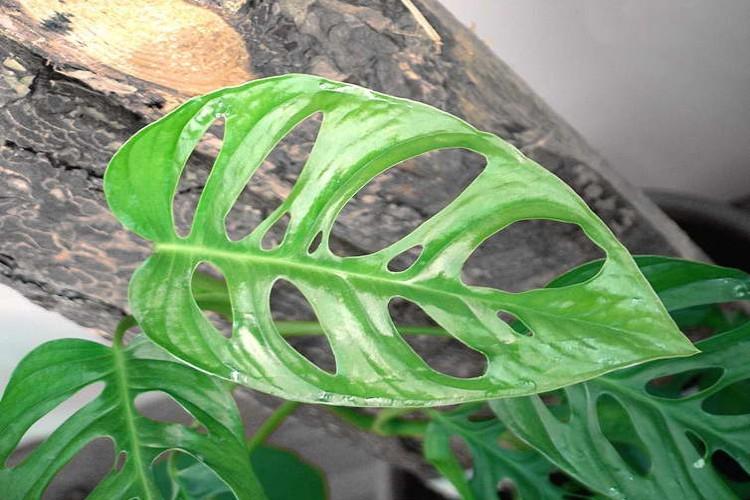 Oblique Monstera - Druhy Monstera Oblique Monstera - Druhy Monstera
