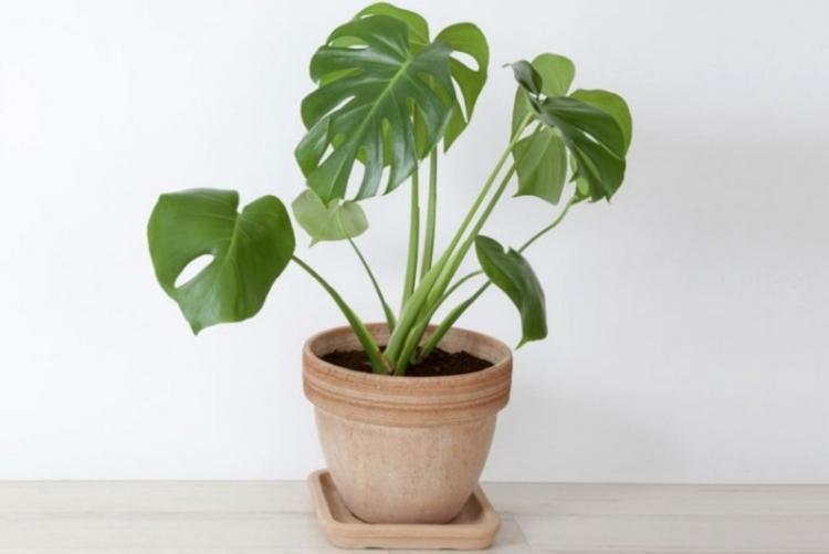 Gurmán Monstera - druhy Monstera Gurmán Monstera - druhy Monstera