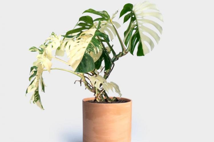Monstera Borziga - Druhy monštier Monstera Borziga - Druhy monštier