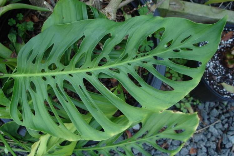 Monstera vyrazená - Druhy monštier Monstera vyrazená - Druhy monštier