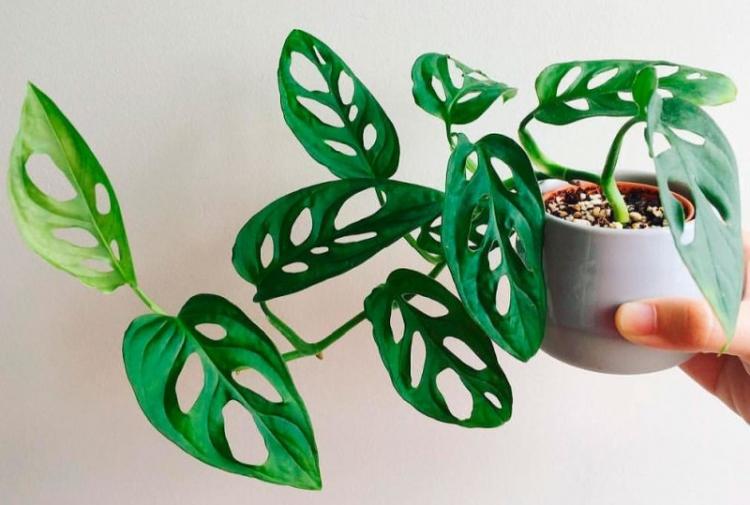 Monstera Adansona - Druhy monštier Monstera Adansona - Druhy monštier