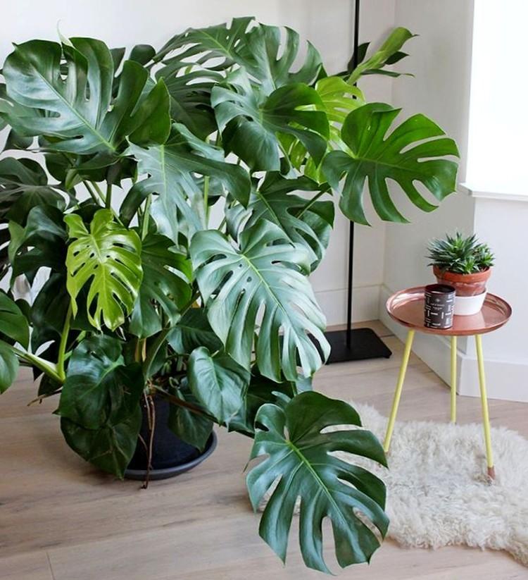 Škodcovia a choroby - Monstera Škodcovia a choroby - Monstera