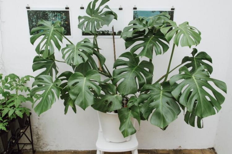 Monstera - foto Monstera - foto