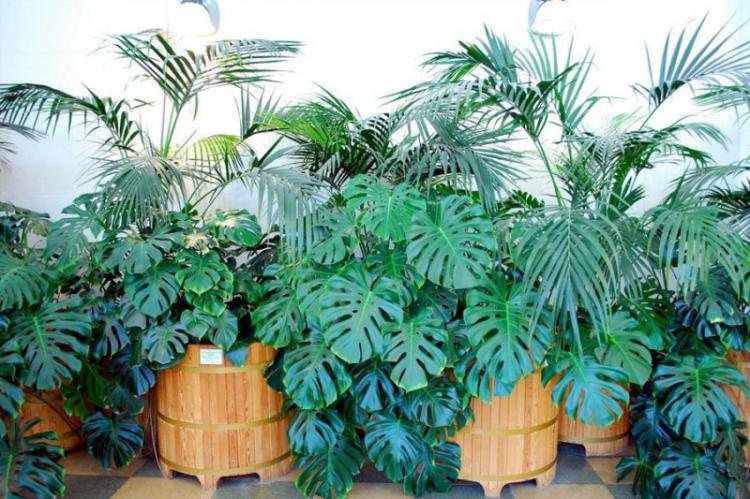 Monstera - foto Monstera - foto