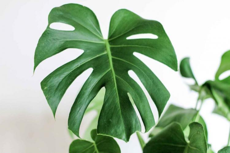 Monstera - foto Monstera - foto