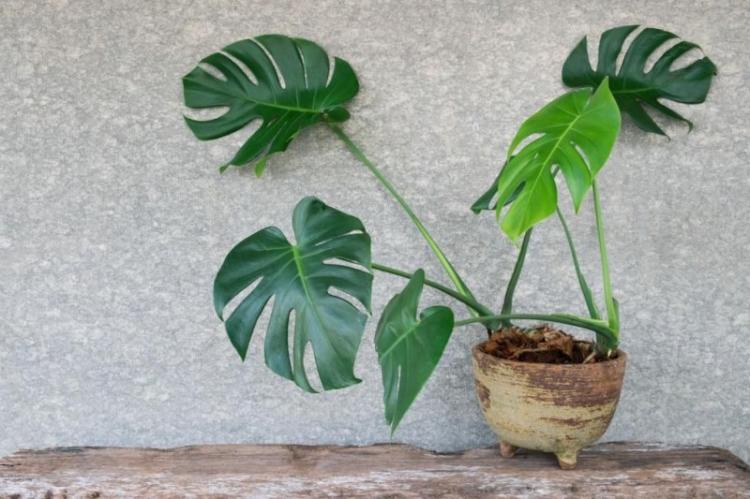 Monstera - foto Monstera - foto