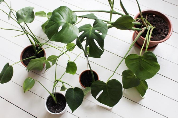 Monstera - foto Monstera - foto
