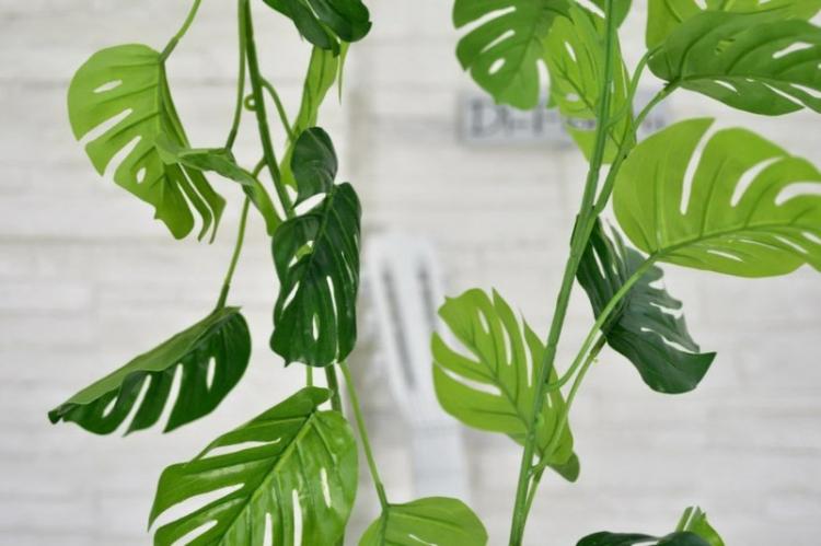 Monstera - foto Monstera - foto