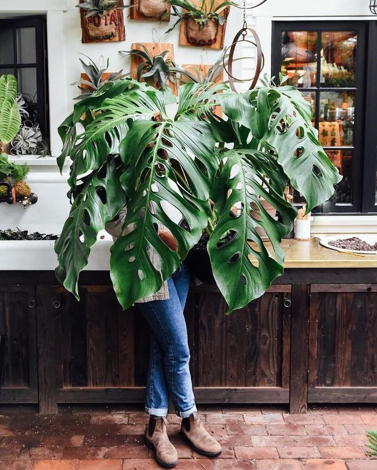 Monstera - foto Monstera - foto