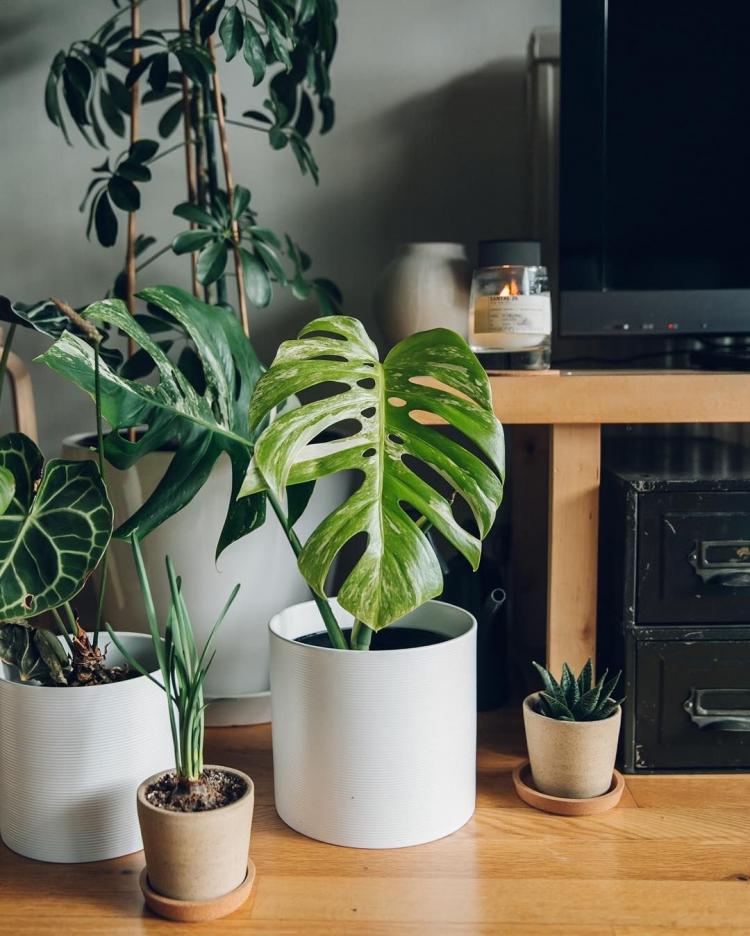Monstera - foto Monstera - foto