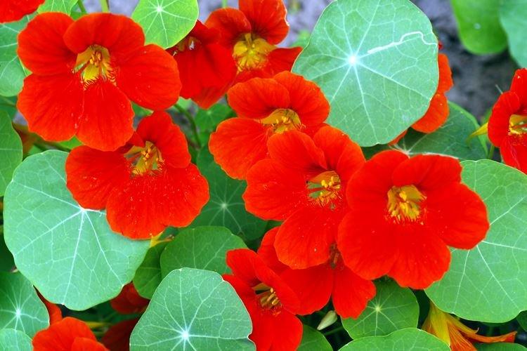 Všeobecné informácie - Nasturtium Všeobecné informácie - Nasturtium
